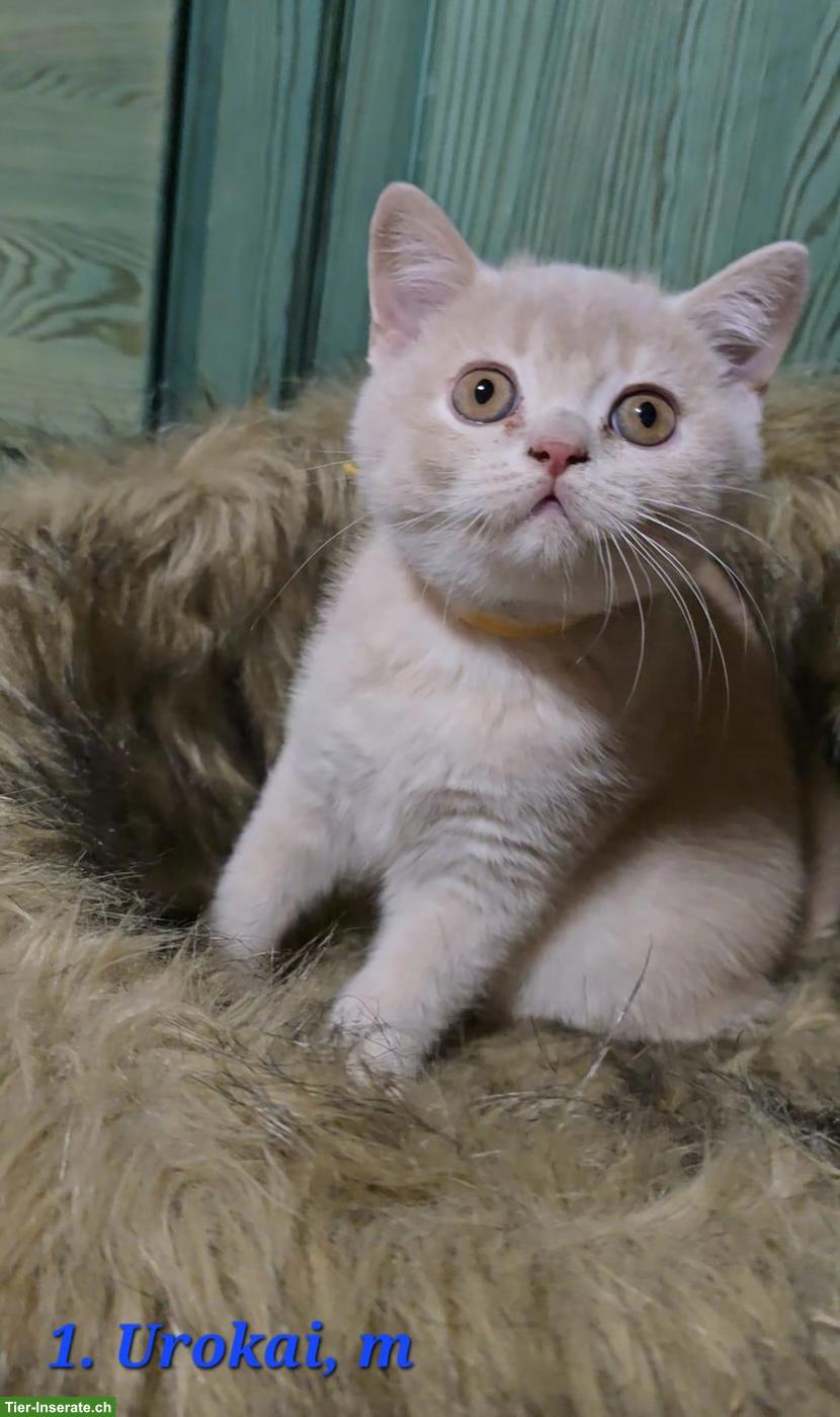Bild 4: Reinrassige British Shorthair (BKH) Kitten suchen neues Zuhause