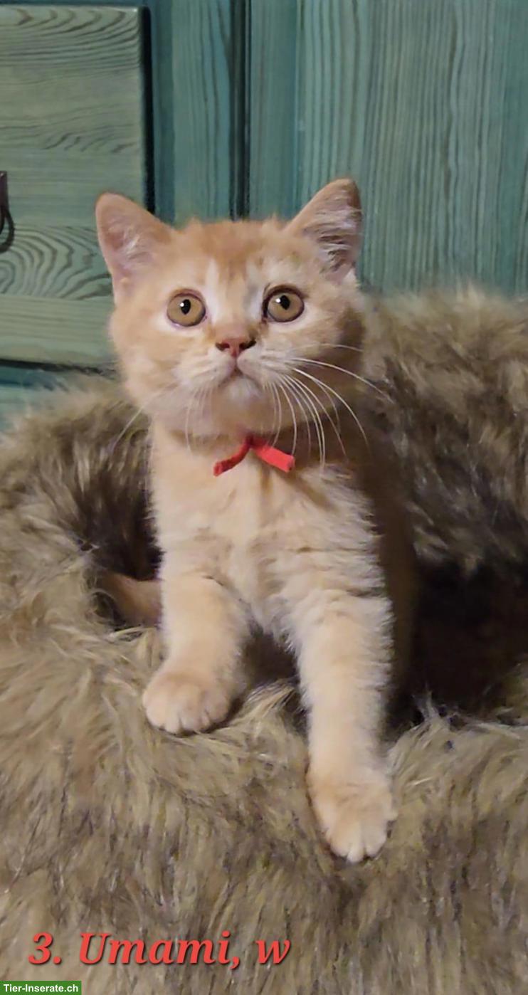 Bild 5: Reinrassige British Shorthair (BKH) Kitten suchen neues Zuhause