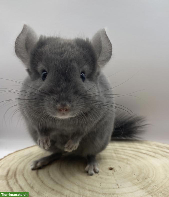 Chinchilla Männchen aus Hobbyzucht