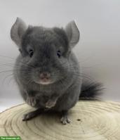 Chinchilla Männchen aus Hobbyzucht