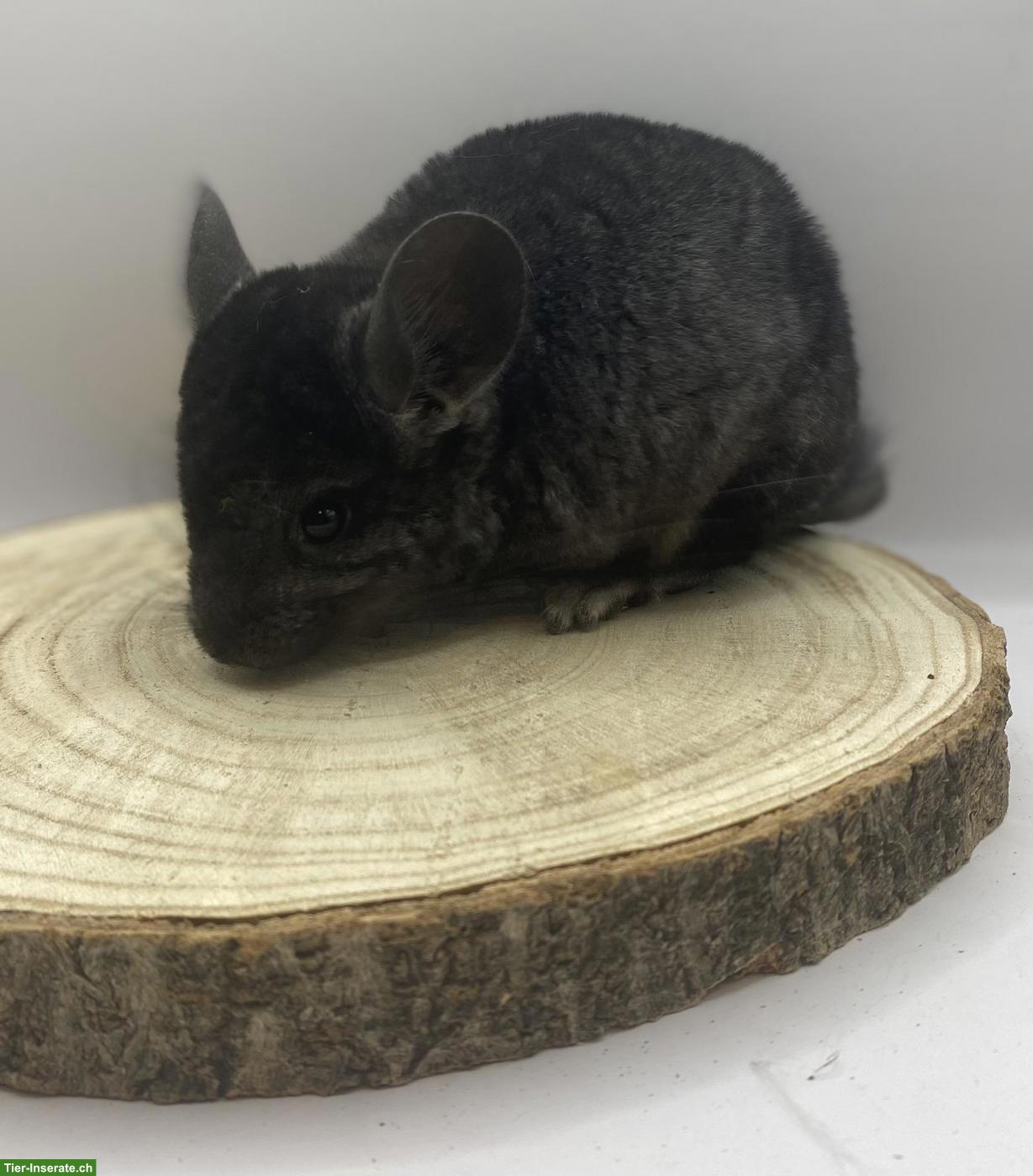Bild 2: Chinchilla Männchen aus Hobbyzucht