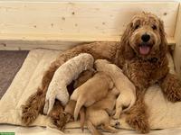 Goldendoodle F2 - liebevolle Familienwelpen suchen ihr Zuhause 🐾