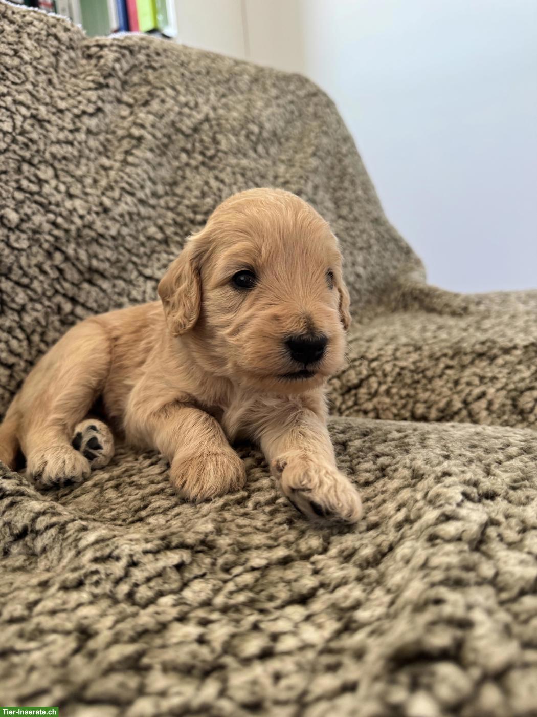 Bild 5: Goldendoodle F2 - liebevolle Familienwelpen suchen ihr Zuhause 🐾
