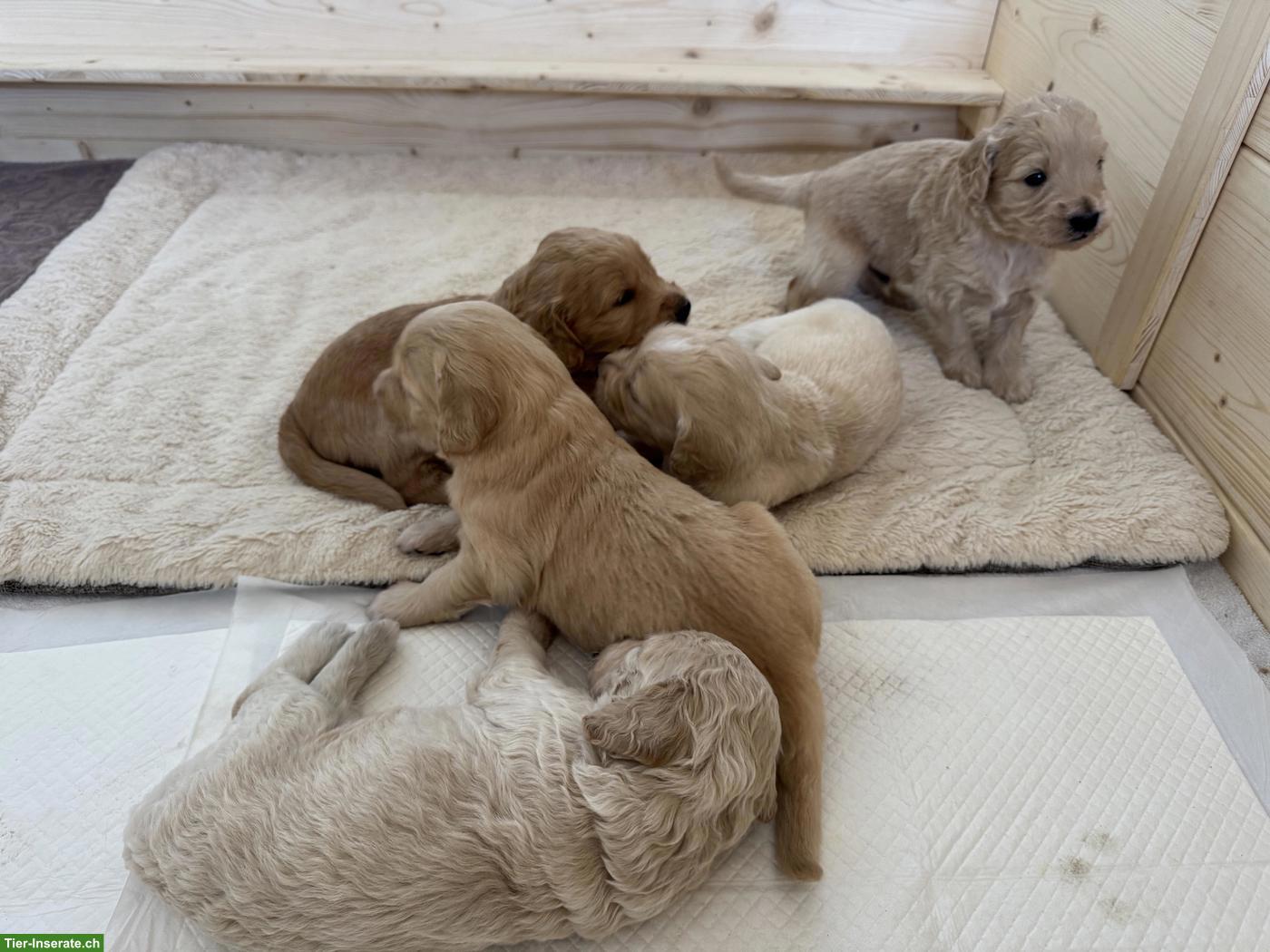 Bild 6: Goldendoodle F2 - liebevolle Familienwelpen suchen ihr Zuhause 🐾