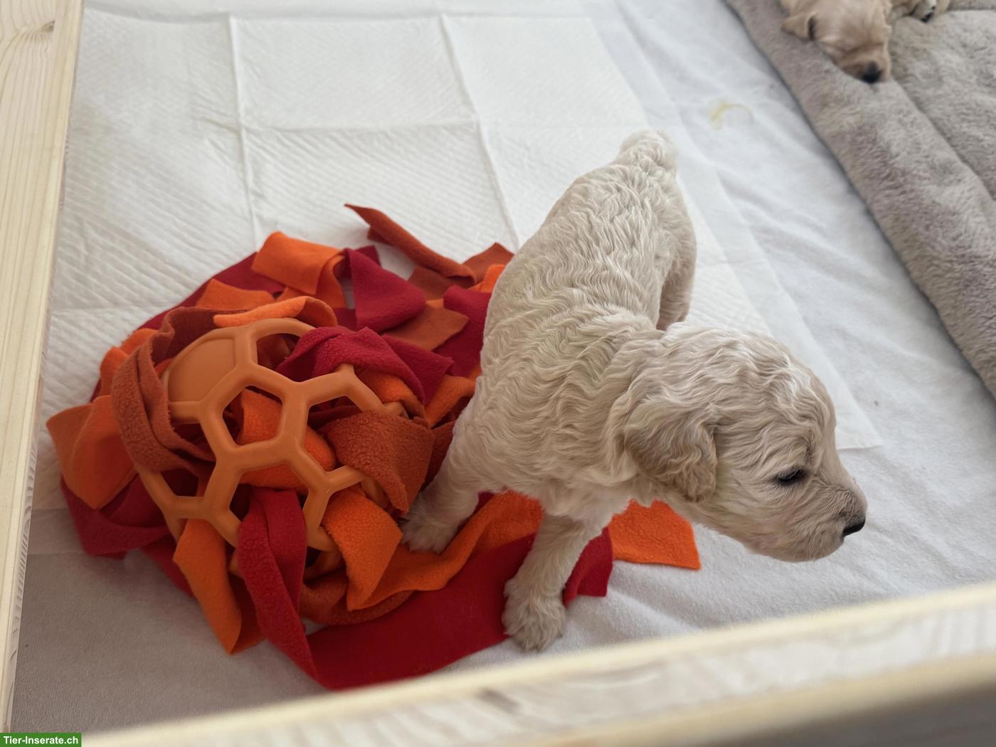 Bild 7: Goldendoodle F2 - liebevolle Familienwelpen suchen ihr Zuhause 🐾