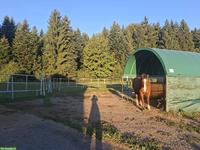 Pferd ans Futter gesucht