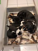 Border Collie Welpen zu verkaufen