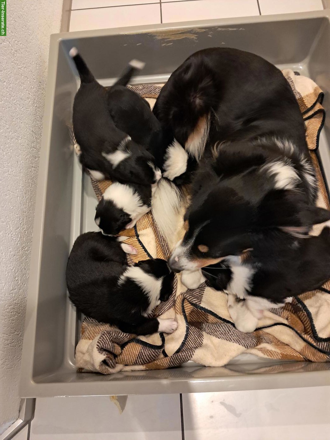 Bild 2: Border Collie Welpen zu verkaufen