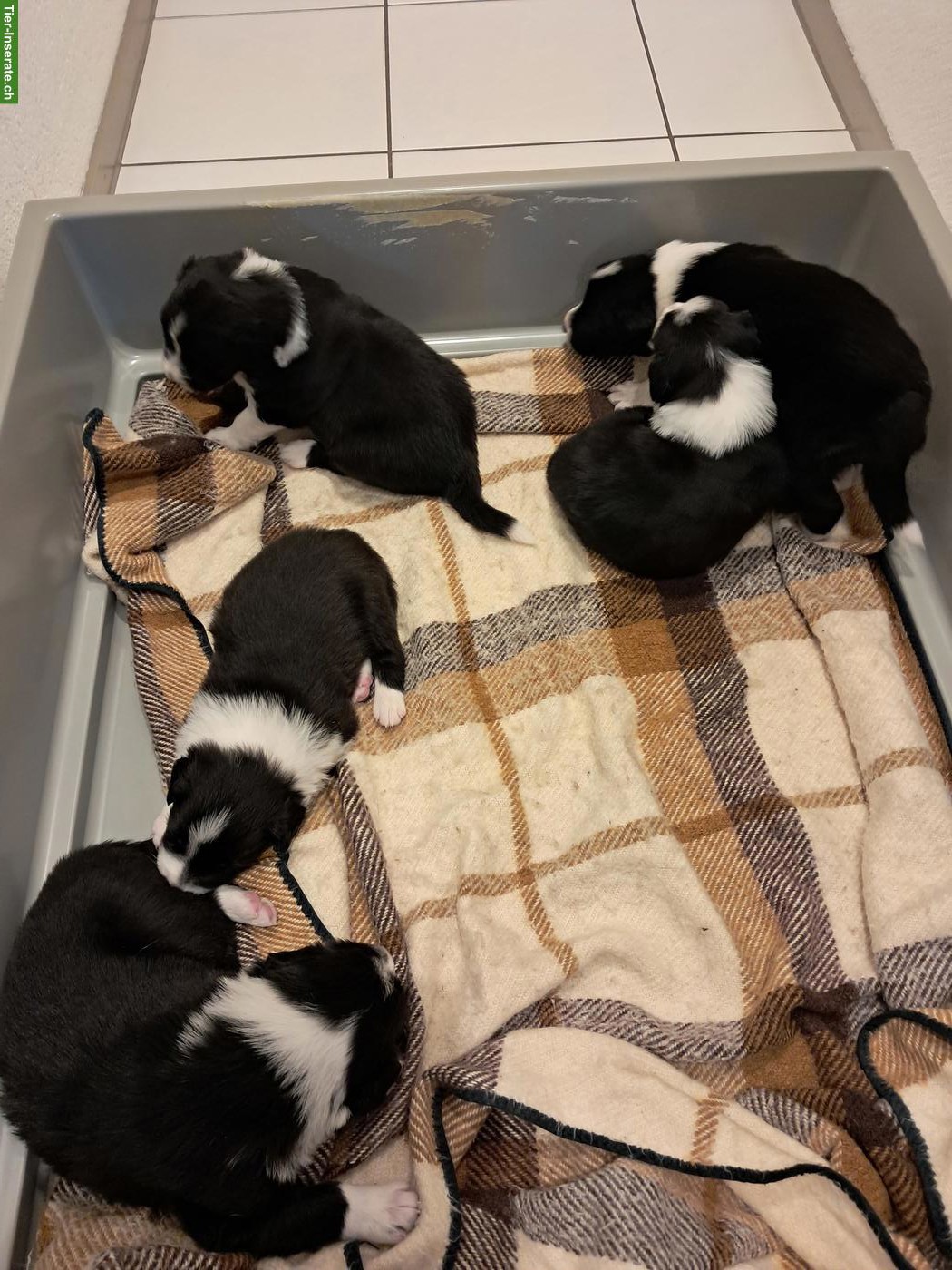 Bild 3: Border Collie Welpen zu verkaufen