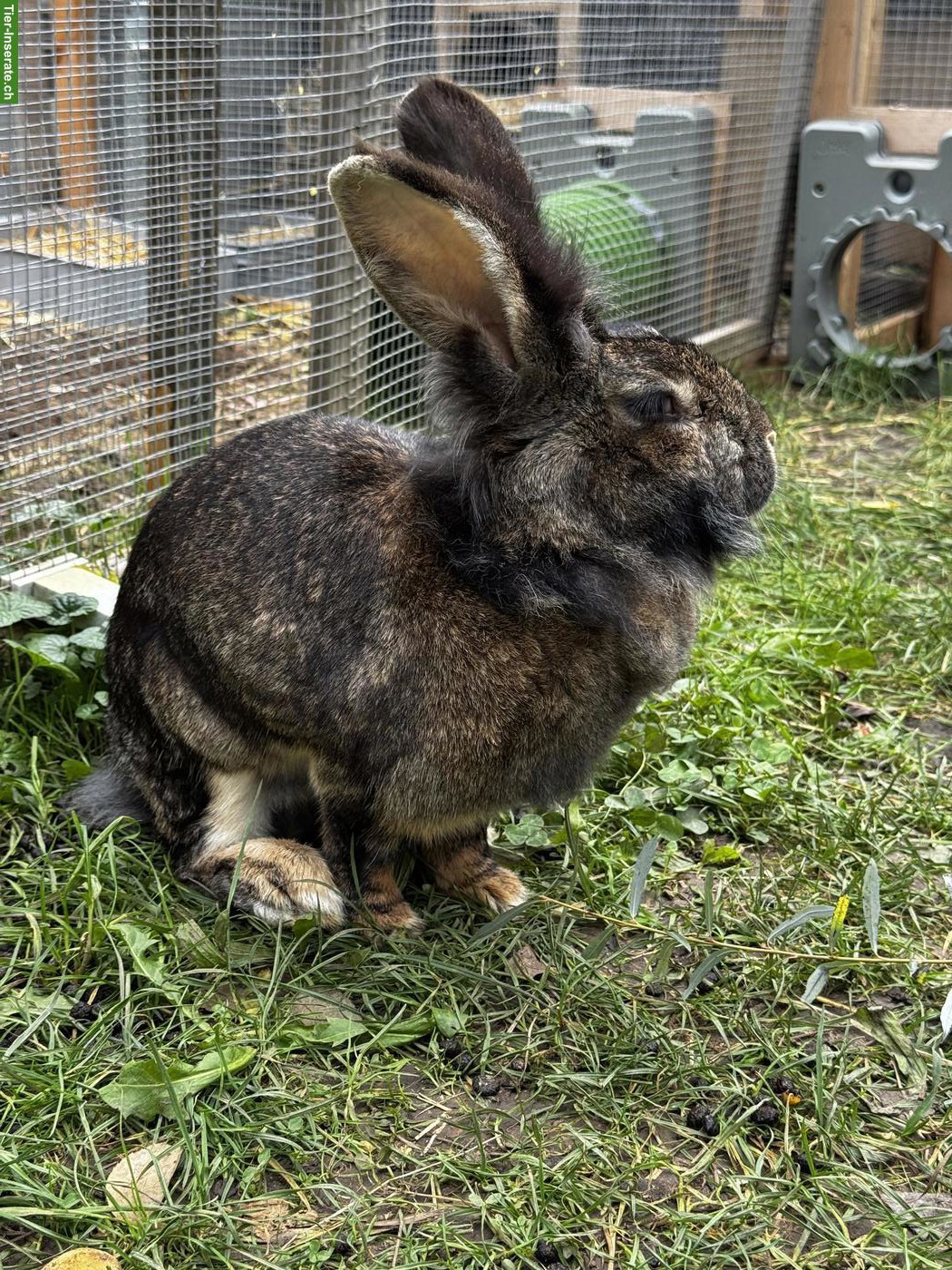 Suche älteren Kaninchenbock