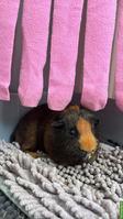 2 Mehrschweinchen und Gehege abzugeben
