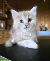 Wunderschöner Perser Kater