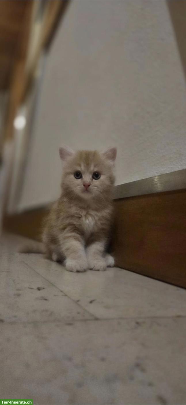 Bild 2: Wunderschöner Perser Kater