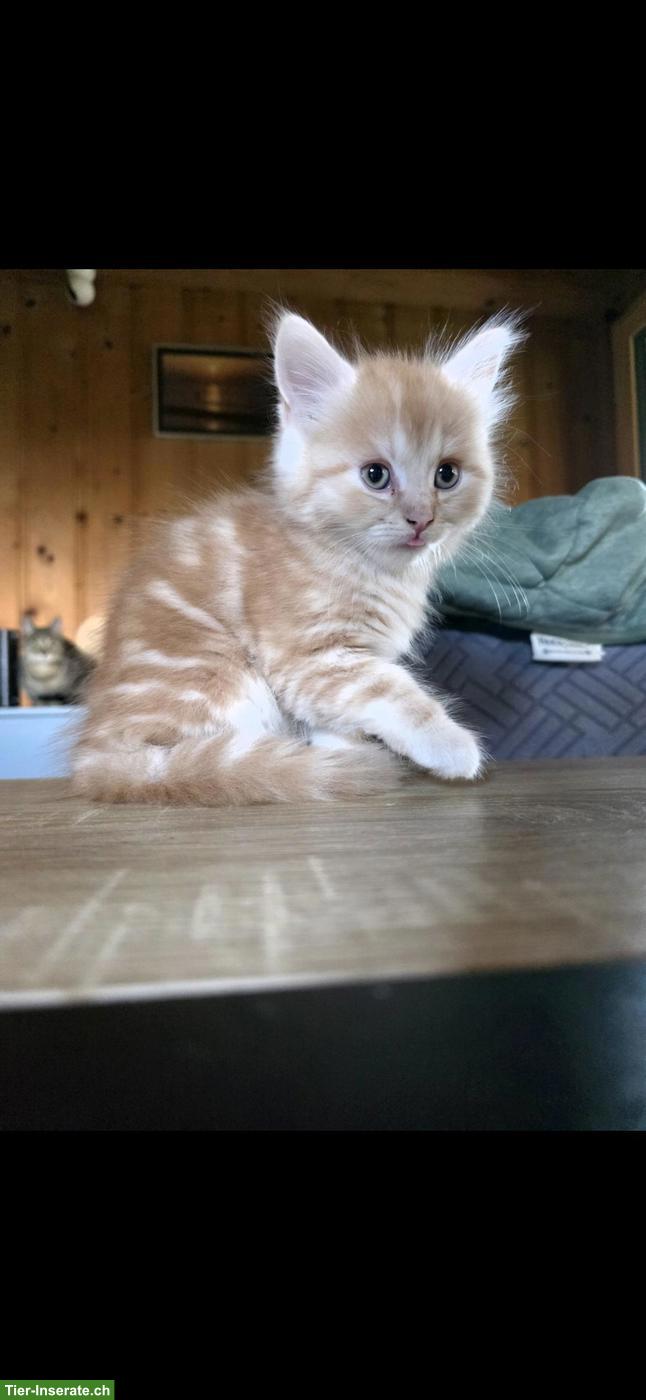 Bild 4: Wunderschöner Perser Kater