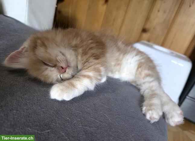 Bild 5: Wunderschöner Perser Kater