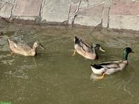 3 Laufenten zu verkaufen, 2 Erpel und 1 Ente