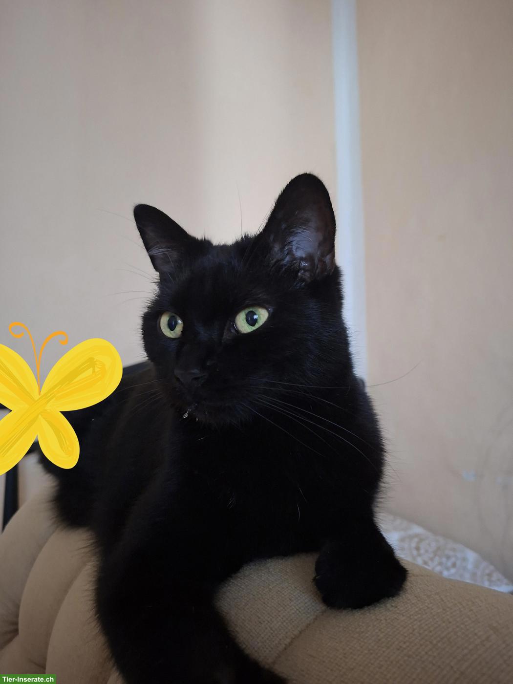 Verschmuster schwarzer Kater, 10-jährig