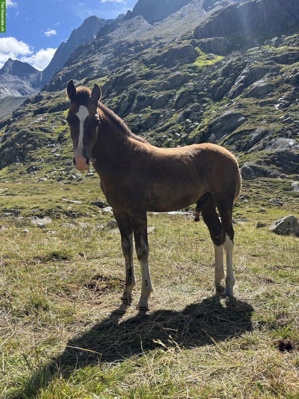 Freiberger Hengstfohlen, sehr zahm