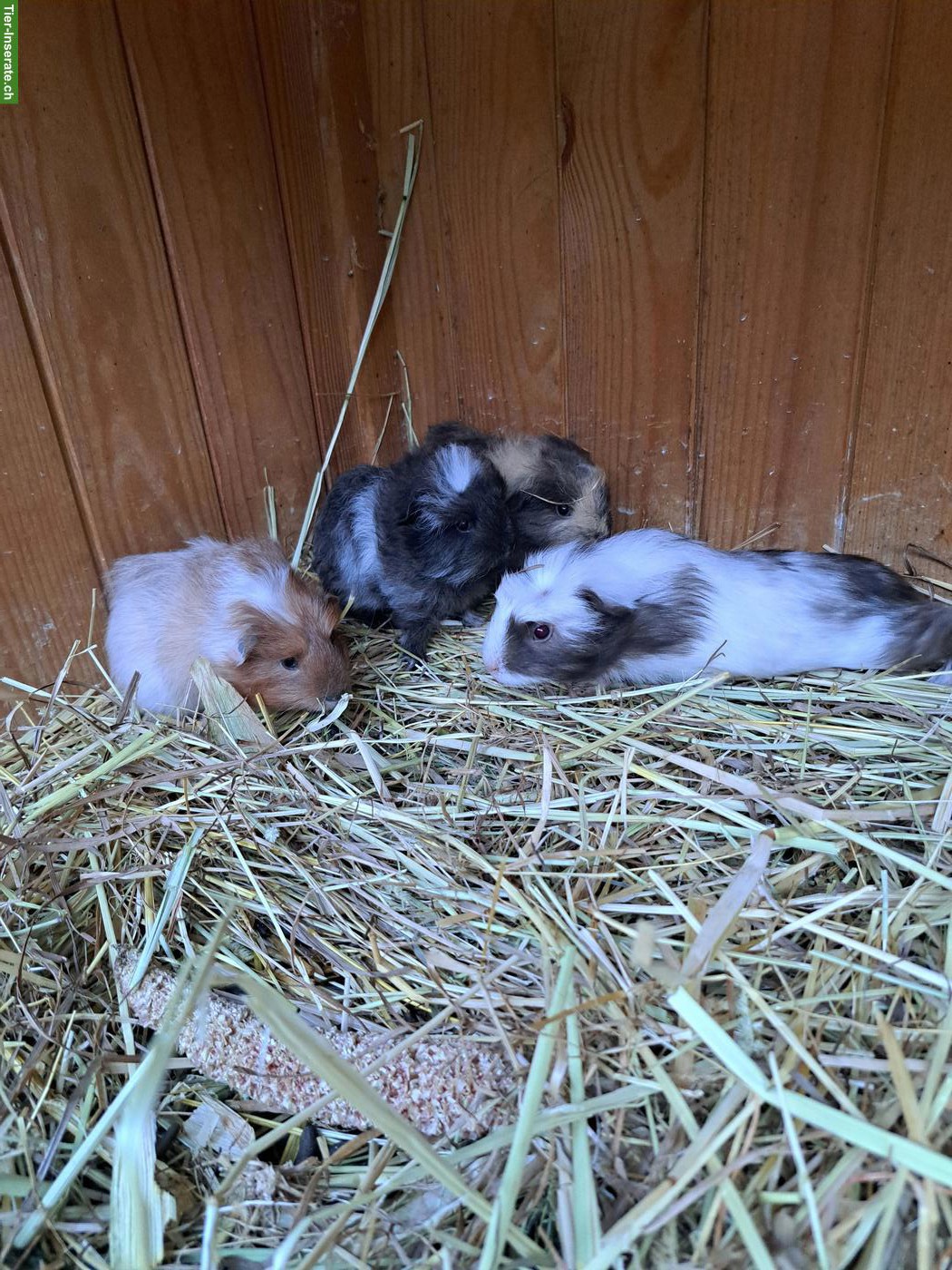 Junge Meerschweinchen zu verkaufen