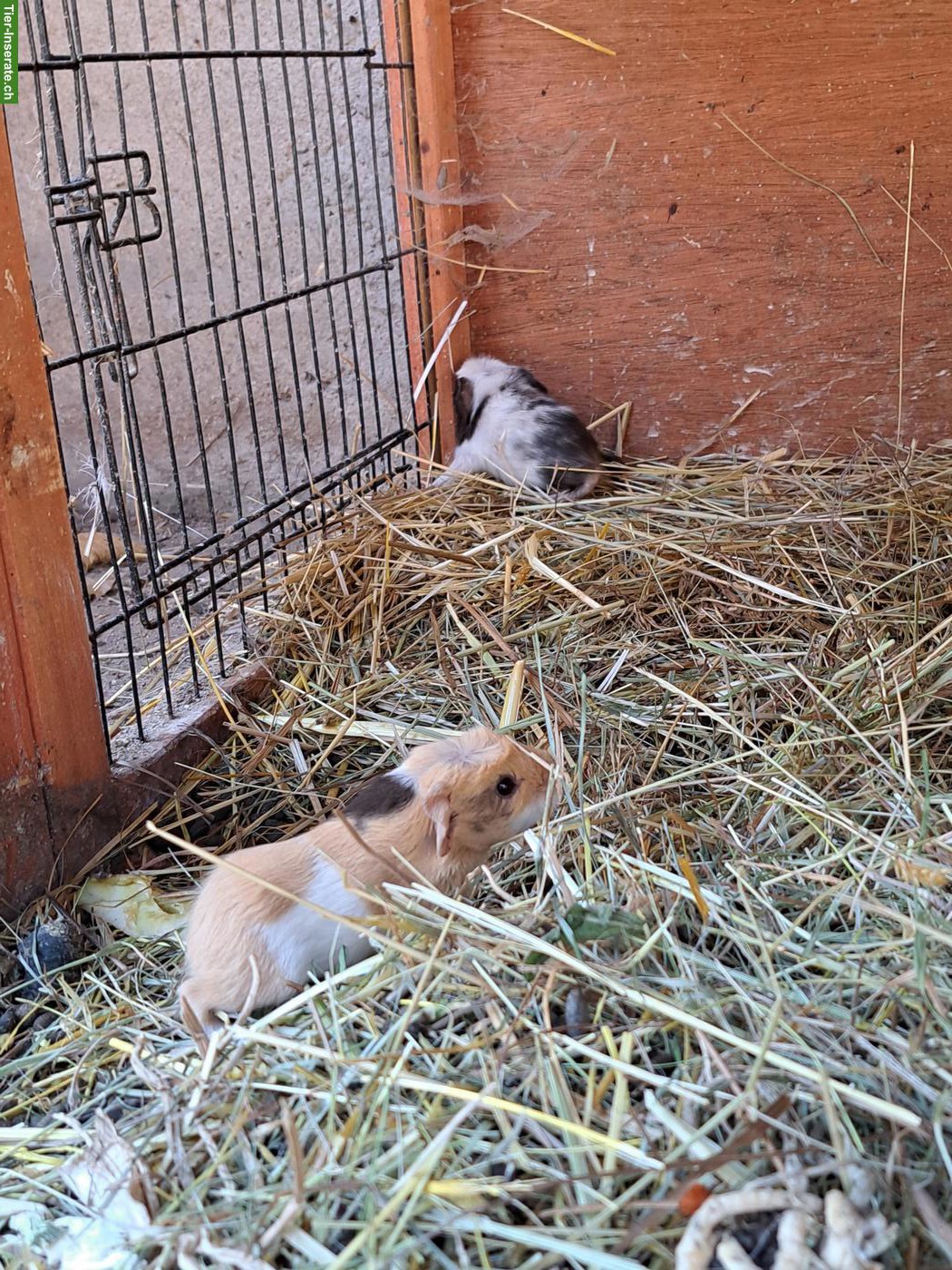 Bild 2: Junge Meerschweinchen zu verkaufen