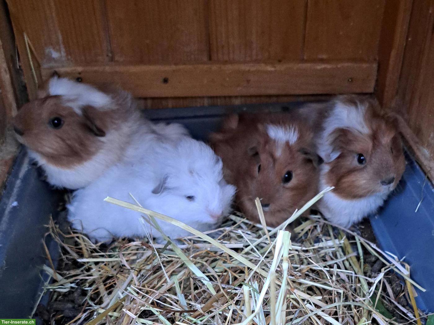 Bild 3: Junge Meerschweinchen zu verkaufen