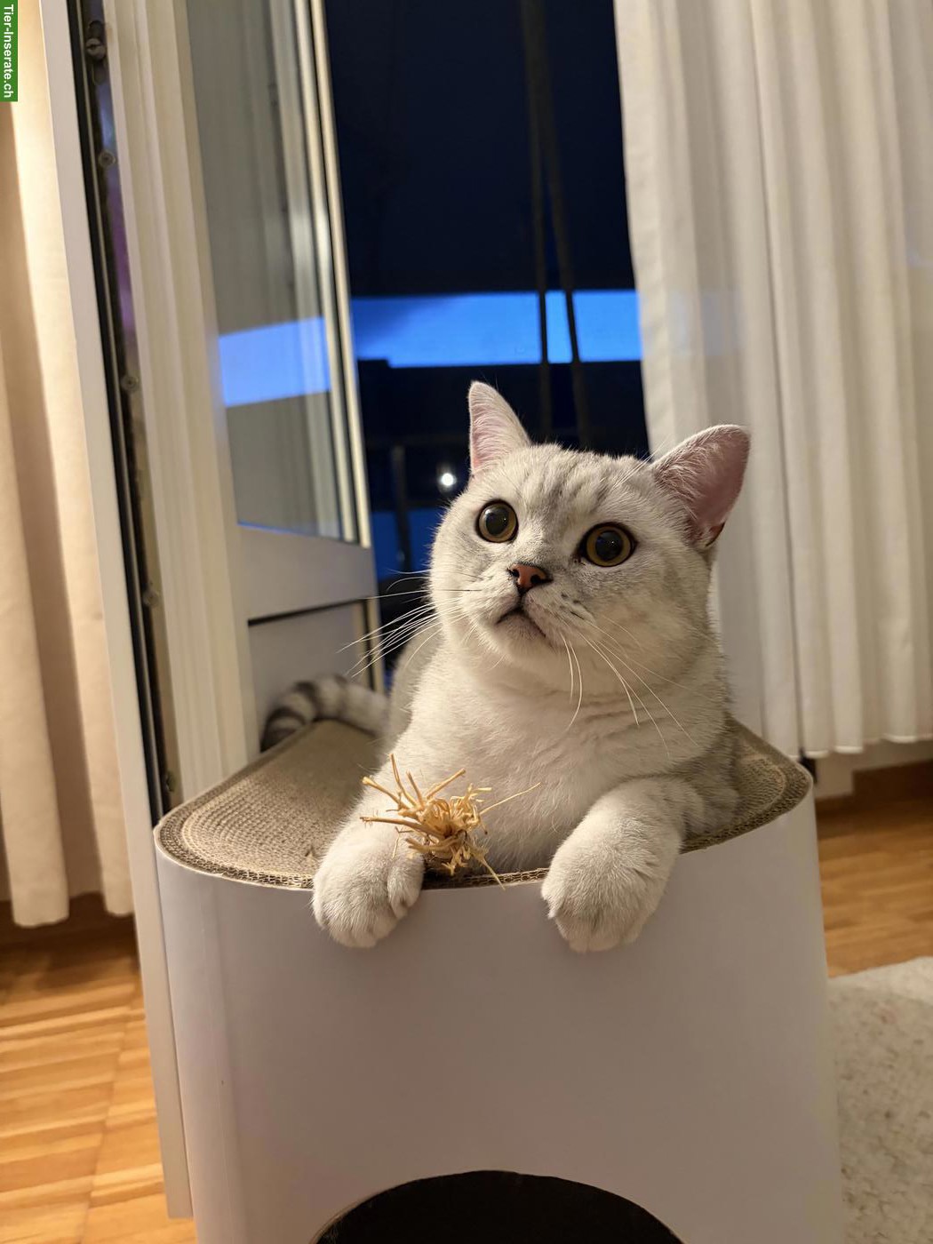 BKH Kater (kastriert) abzugeben