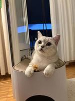 BKH Kater (kastriert) abzugeben
