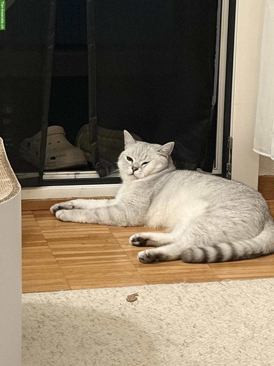 Bild 3: BKH Kater (kastriert) abzugeben