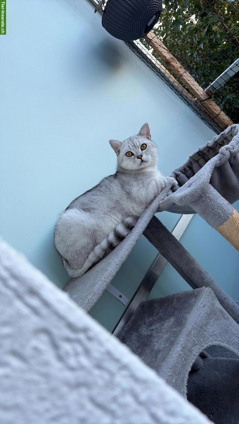 Bild 4: BKH Kater (kastriert) abzugeben