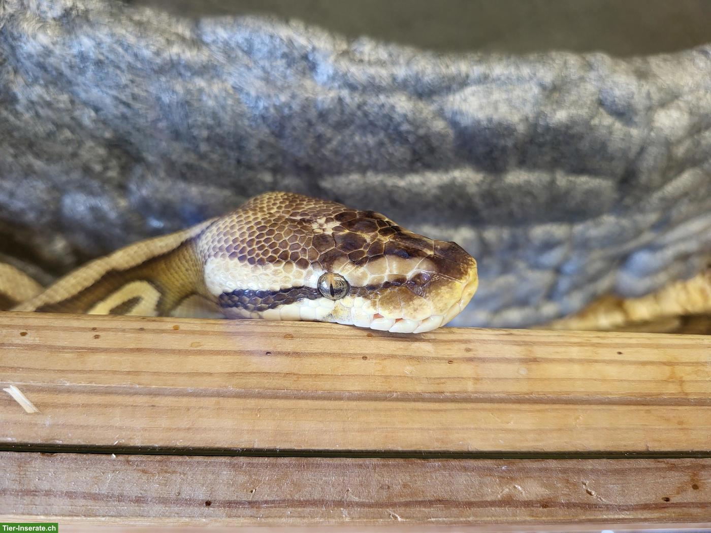 Königspythons: Piebald (Männchen) & Super Pastel (Weibchen)