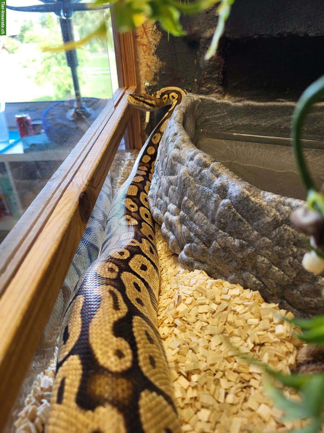 Bild 2: Königspythons: Piebald (Männchen) & Super Pastel (Weibchen)