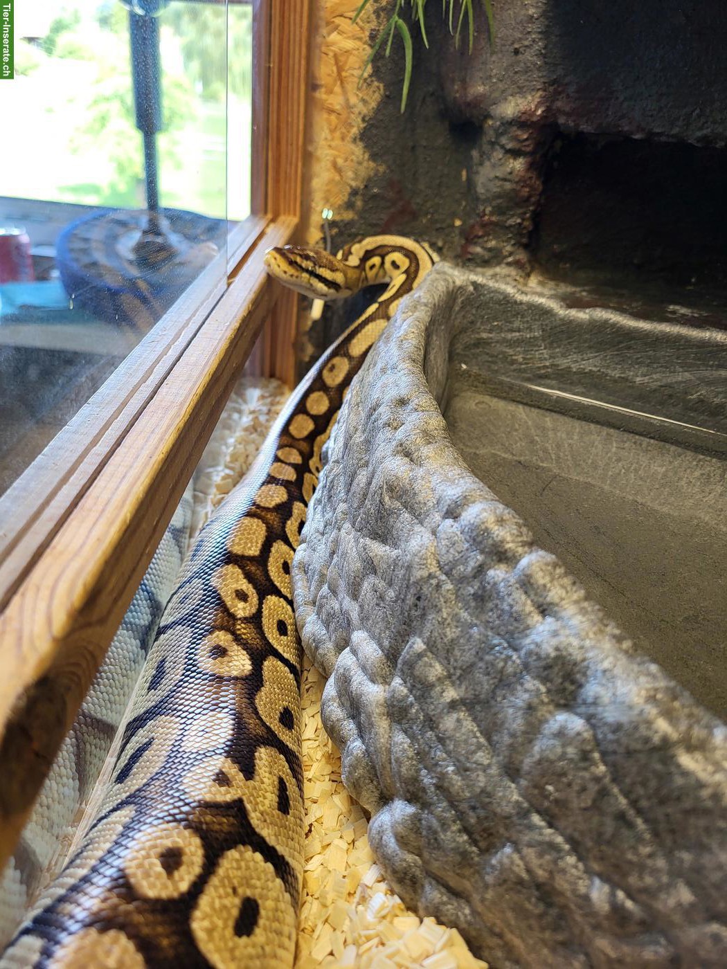 Bild 3: Königspythons: Piebald (Männchen) & Super Pastel (Weibchen)