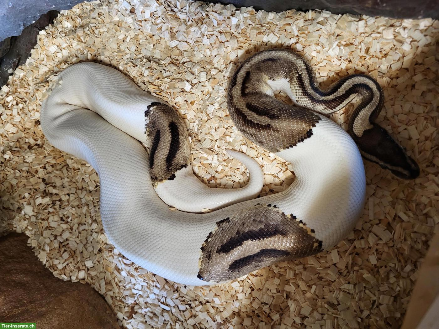 Bild 4: Königspythons: Piebald (Männchen) & Super Pastel (Weibchen)
