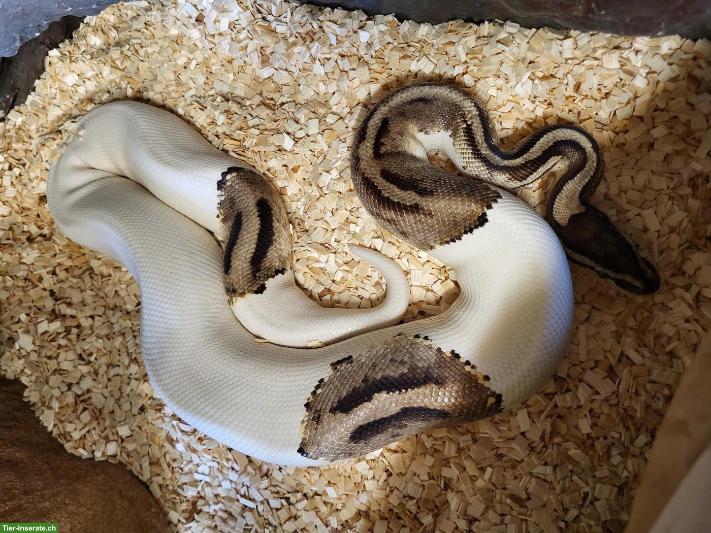 Bild 5: Königspythons: Piebald (Männchen) & Super Pastel (Weibchen)