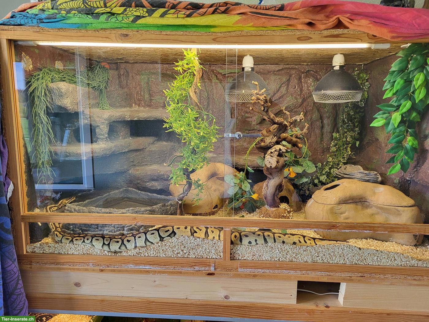 Bild 6: Königspythons: Piebald (Männchen) & Super Pastel (Weibchen)