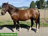 Schöner Ponywallach (Huzule)