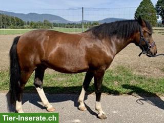 Bild 2: Schöner Ponywallach (Huzule)