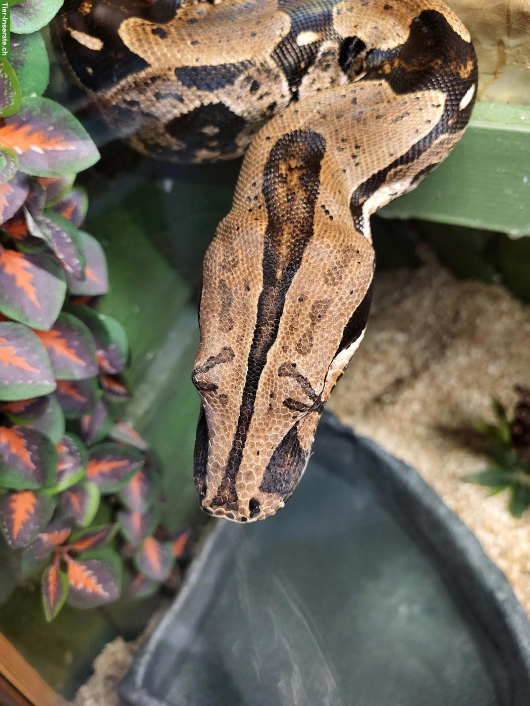 Boa constrictor constrictor Suriname, Nachzucht 2016