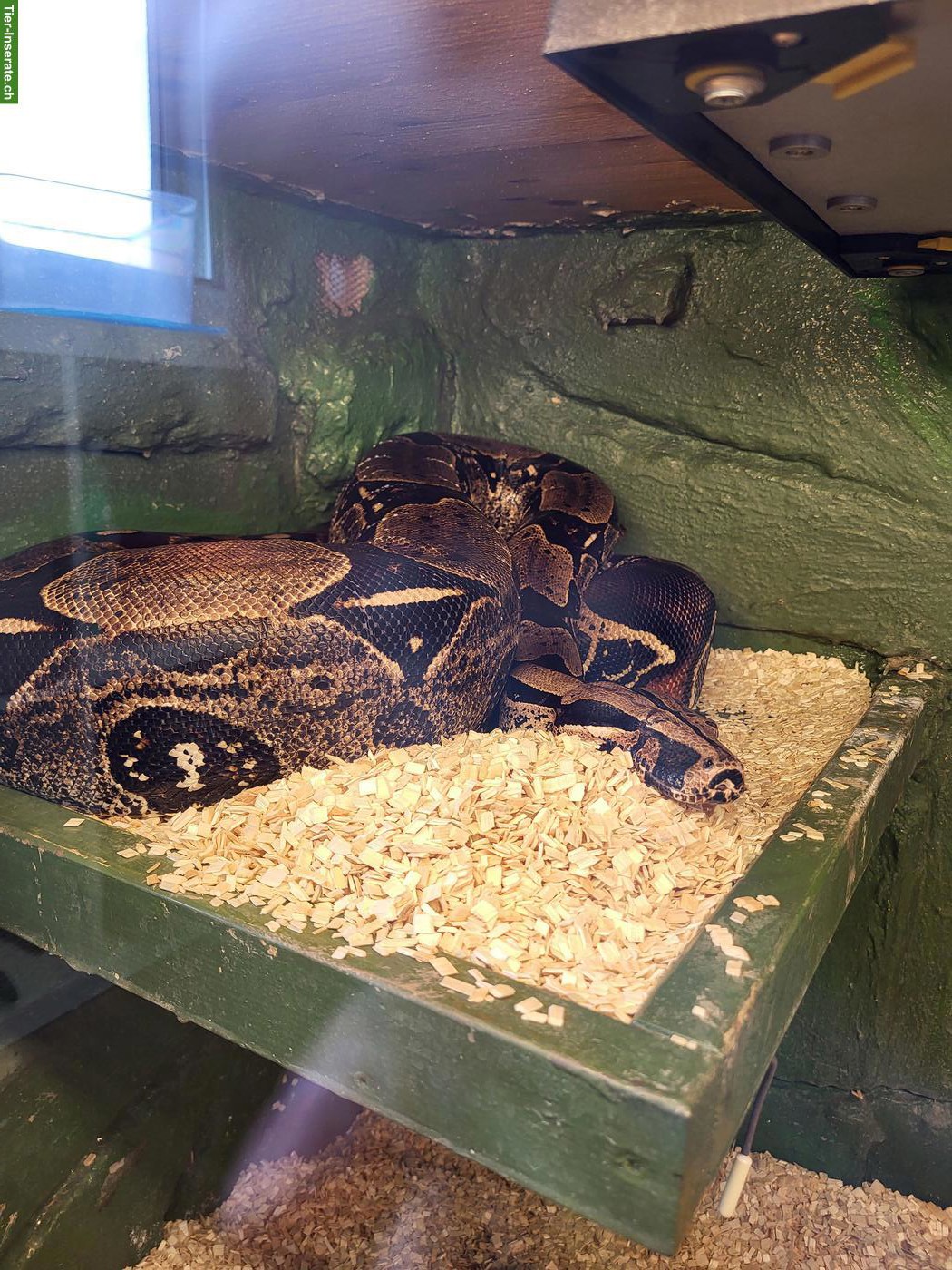 Bild 2: Boa constrictor constrictor Suriname, Nachzucht 2016