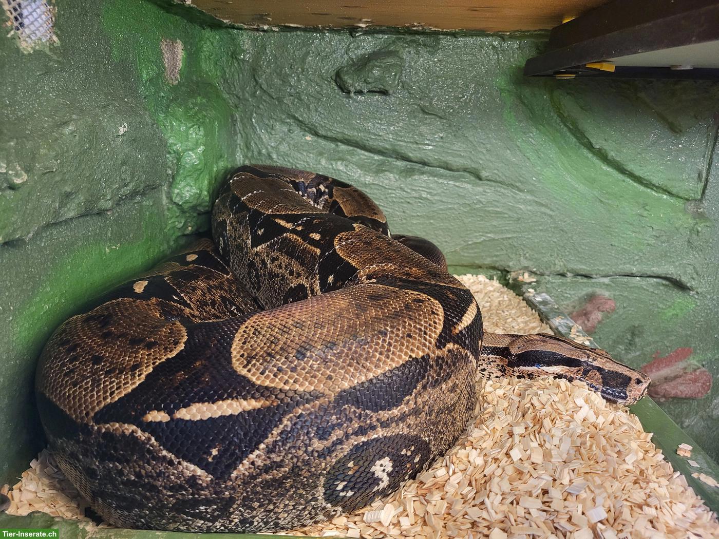Bild 3: Boa constrictor constrictor Suriname, Nachzucht 2016