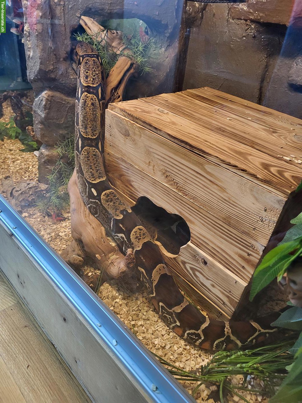 Bild 4: Boa constrictor constrictor Suriname, Nachzucht 2016