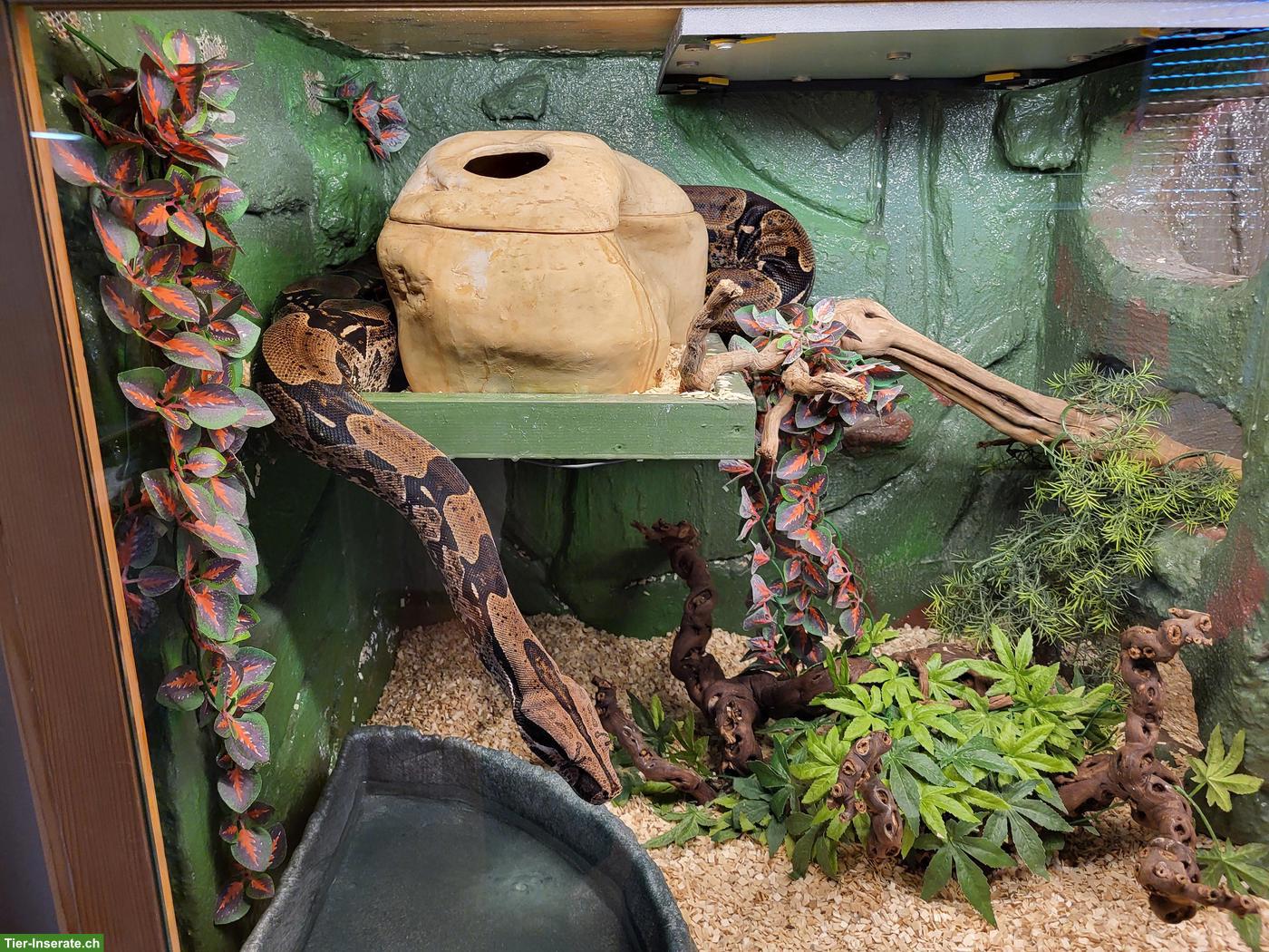 Bild 5: Boa constrictor constrictor Suriname, Nachzucht 2016