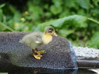 Junge Laufenten suchen neues Zuhause