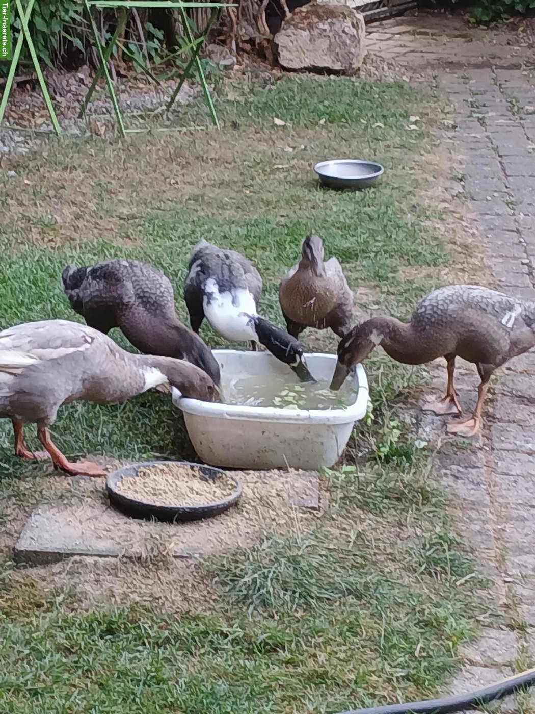 Bild 2: Junge Laufenten suchen neues Zuhause