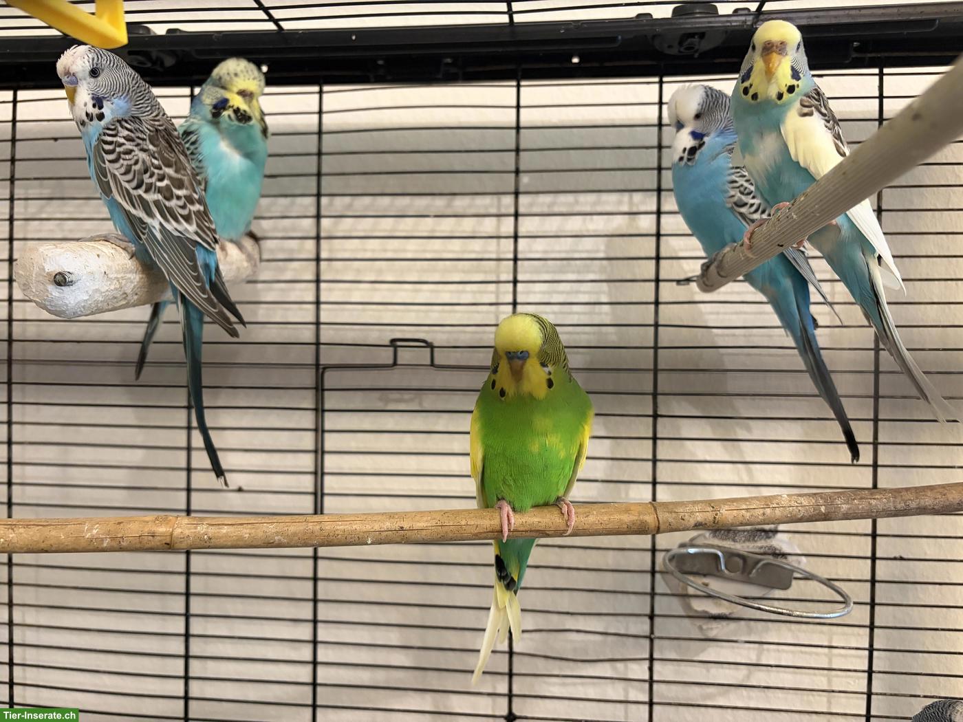 Bild 5: 4 liebe Wellensittiche, 3 Hähne & 1 Henne