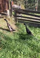 Laufenten Erpel zu verkaufen