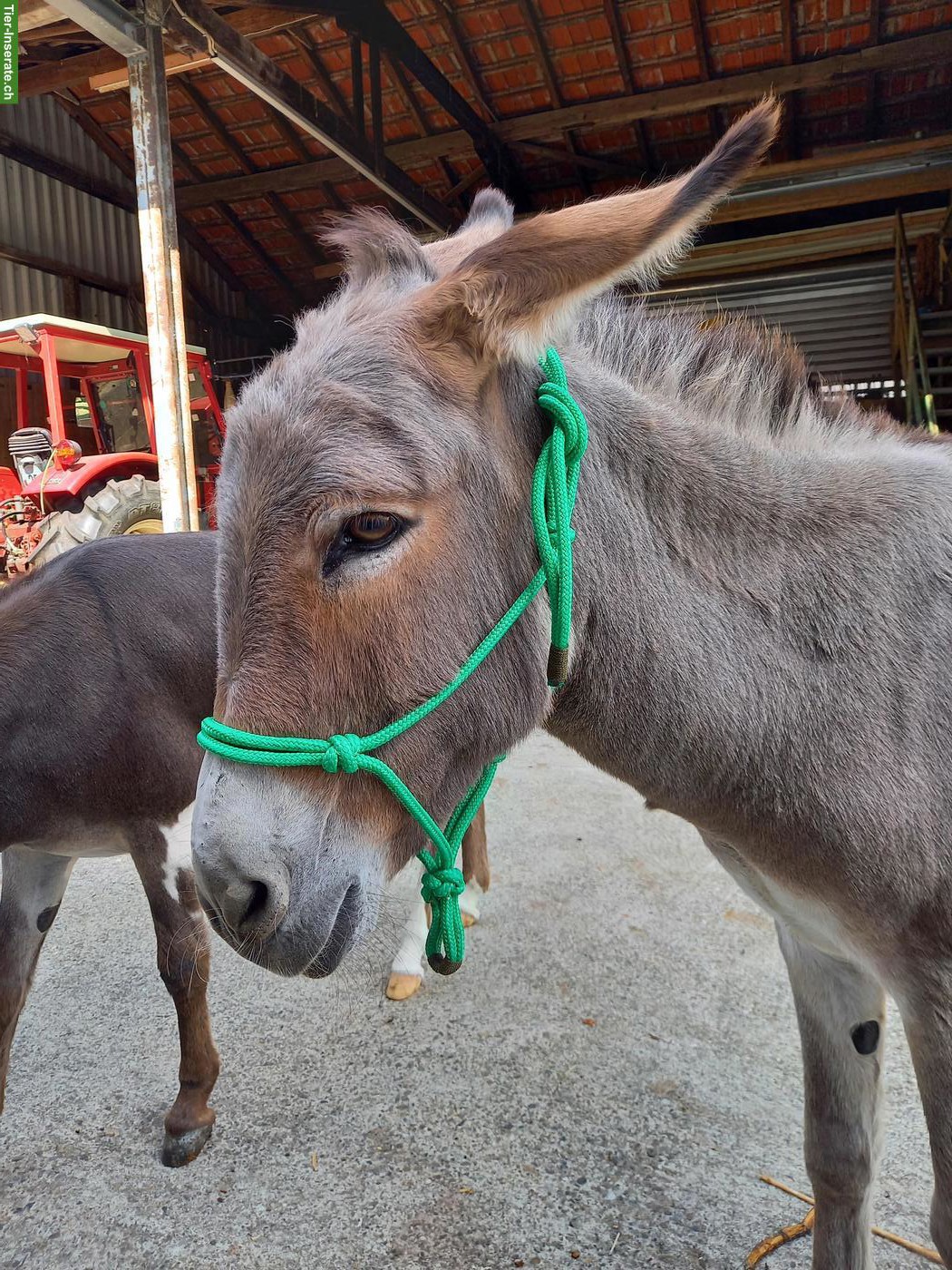 Knotenhalfter Pony oder Zwergesel zu verkaufen