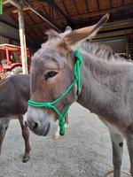 Knotenhalfter Pony oder Zwergesel zu verkaufen
