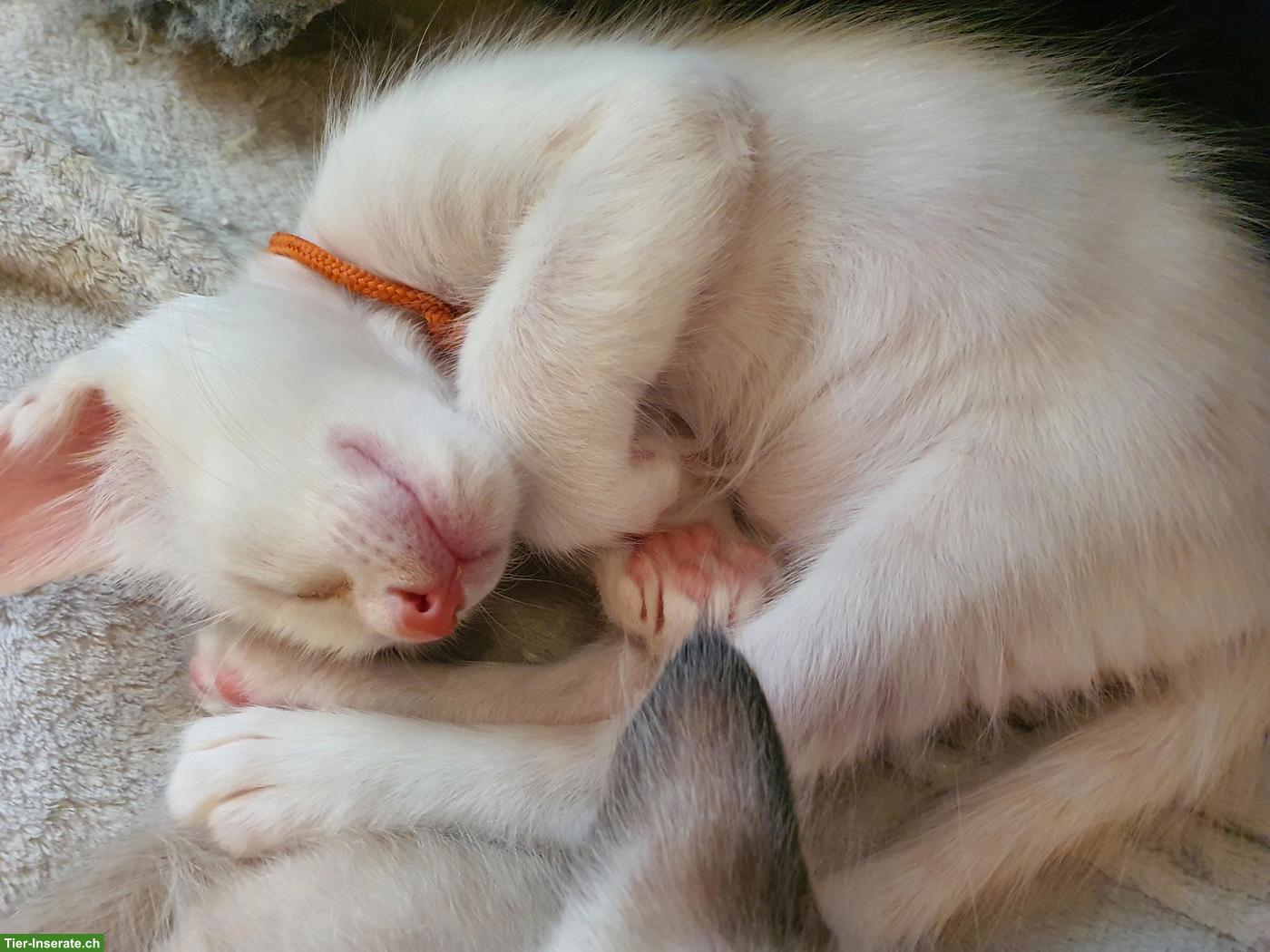 4 Baby-Kater (3 Balinesen & 1 Oriental Langhaar) suchen neues Zuhause