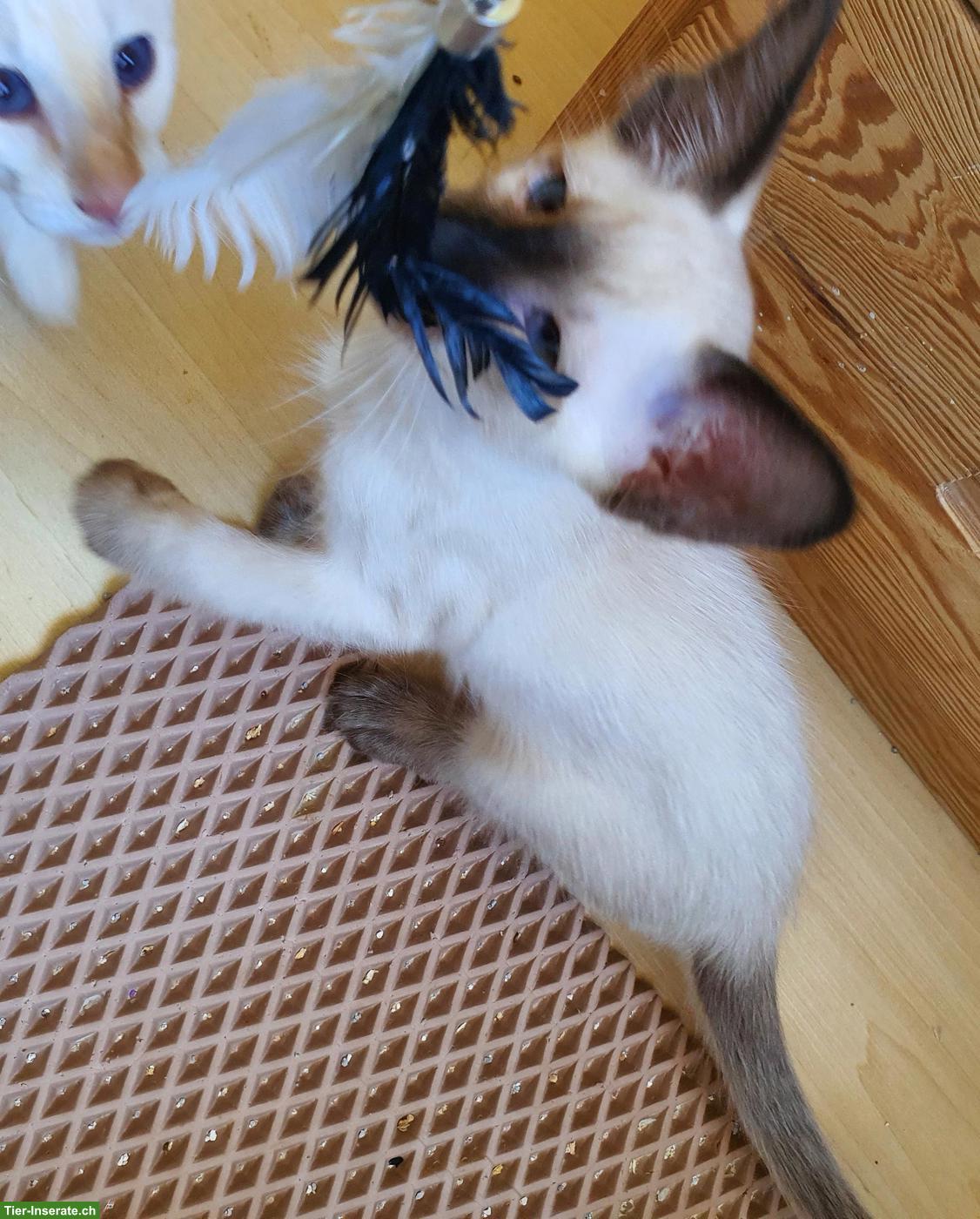 Bild 2: 4 Baby-Kater (3 Balinesen & 1 Oriental Langhaar) suchen neues Zuhause